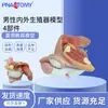 Pnt-0572 Modelo de Enseñanza de Material de PVC Modelo Reproductivo Interno y Externo Humano Masculino 4 Partes