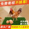 Nido de Gallina de Césped Simulado, Artificial Amazon Más Vendido Conejo Aves de Corral Lavable y Reutilizable Estera de Anidación para Pollitos