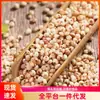 Sorgo glutinoso vermelho grãos mistos do nordeste glutinoso pegajoso pegajoso pegajoso arroz de sorgo glutinoso arroz novo grãos grossos grãos mistos mingau arroz de sorgo pegajoso café da manhã arroz cozido no vapor