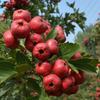 Venta Minorista Nueva Variedad de Plántulas de Espino Rojo Dulce Plántulas de Espino Injertado Variedad de Espino Dulce Nanliuquan Base Pura