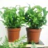 Helecho Nido de Pájaro de Fuego Estilo Escandinavo Tolerante a la Sombra Plantas para Sala de Estar Plantas Verdes para Oficina Macetas Absorción de Formaldehído Antirradiación