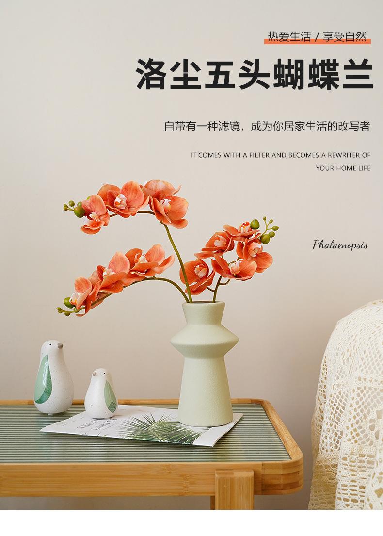 洛尘五头蝴蝶兰_01.jpg