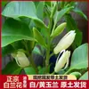 Dropshipping de mudas de orquídea branca enxertadas em plantas de magnólia amarela em vasos para uso interno e externo, enviadas com terra original, com fragrância forte