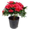 Planta en maceta de azalea con capullos, tocón viejo grande, planta de floración de cuatro estaciones, fácil de cultivar y mantener para balcones interiores y exteriores