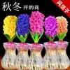 Set de Bulbos de Semilla Hidropónica de Jacinto Plantas de Cultivo en Agua para Interiores Florales de Floración Cuatro Estaciones Semillas de Flores en Maceta para Cultivo en Tierra Narciso