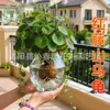 Planta Trepadeira Vermelha de Vaso para Interior com Folhas Redondas, Não Muda Facilmente, Adequada para Jardins de Varanda, Flor Raiz Suculenta Hidroponia