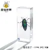 Especímenes de Insectos Artesanales Jingling: Escarabajo, Escorpión, Mantis, Araña - Educación en Ciencias Biológicas, Regalos de Nicho, Adornos de Resina