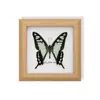 Mariposa Rayada de Tigre Rara, Adorno de Insecto Precioso, Espécimen de Mariposa Azul, Regalo para Ancianos, Amigos o Niñas en su Cumpleaños, Marco de Espécimen de Mariposa
