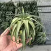 Venda Direta da Fábrica Orquídea do Ar Planta Aérea Planta Sem Solo Vermelho Amarelo Verde Elfo Barba de Velho Medusa Atacado