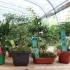 100 letreros de jardinería de plástico PVC engrosado impermeable placas de marcado plantas suculentas flores letreros enchufables de una palabra