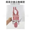 Modelo Móvil de Músculos Pélvicos Femeninos y Modelo de Músculos del Suelo Pélvico Útero Pelvis Parto Modelo de Enseñanza de Partería