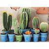 Nuevo Amazon Más Vendido Pintura de Diamantes 5D Cactus Diamante Redondo Diamante Completo DIY Sala de Estar Dormitorio Pintura Decorativa Lote de Fábrica
