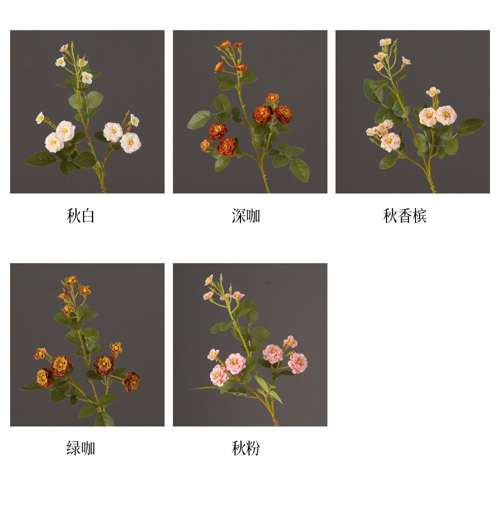 迷你小月季详情图