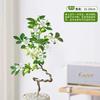 Planta Verde de Escritório em Vaso para Mesa com Flores Perfumadas, Adequada para Decoração de Mesa de Centro, Floresce em Todas as Estações, Planta e Flor Emocional