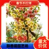 Mudas de flores de coroa para dropshipping, flores com aroma forte que florescem em todas as estações, casas de pátio resistentes ao frio, árvores paisagísticas e frutas plantadas no chão