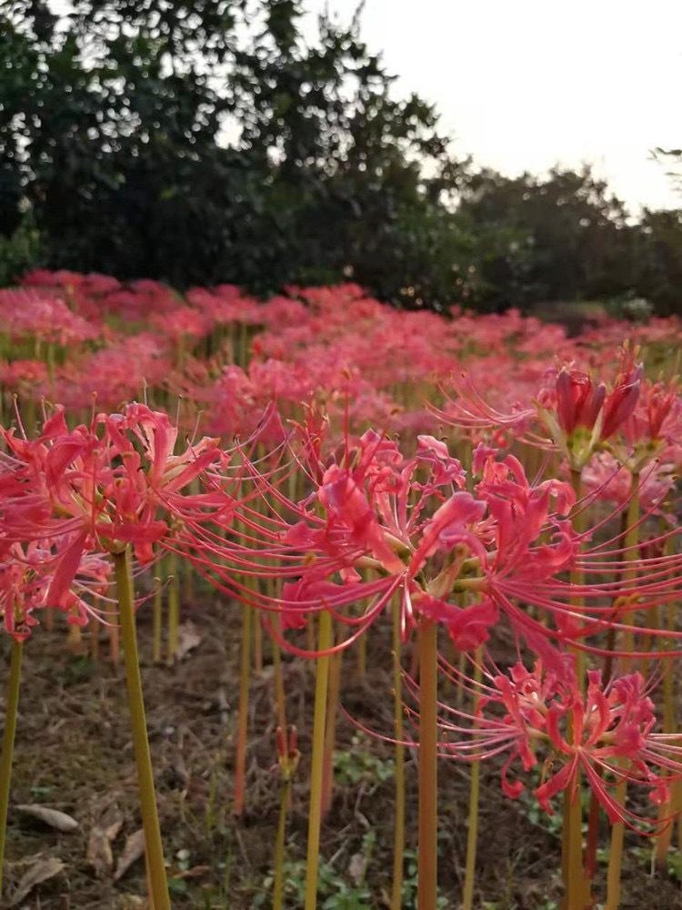 彼岸花详细5.JPG