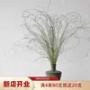 Flores Verdes Eternas, Atmosfera de Primavera, Buquês para Loja, Decoração de Roupas Femininas, Materiais Florais de Galhos Secos, Cena de Arranjo Floral para Recepção