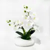 Película Impresa en 3D Nueva 12 Flores Phalaenopsis Bonsái Flor Fábrica Suministro Directo Moda Decoración del Hogar