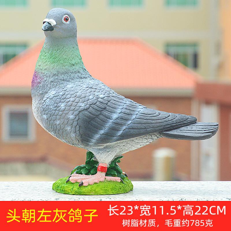 头朝左灰鸽子