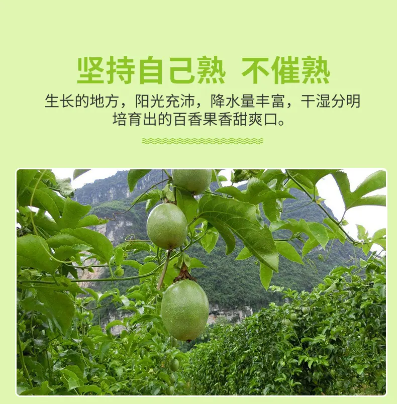 广西台农百香果详情图8