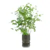 Arroz plántulas en maceta de bambú plantas hidropónicas interior pequeño bambú Fénix plantas verdes de escritorio micro bonsái plántulas de bambú bambú ornamental
