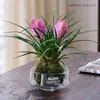 Gardenia Hidropónica Bola de Musgo en Maceta Rosa Miniatura Plantas de Oficina Bambú de la Suerte Árbol del Dinero de Escritorio Interior