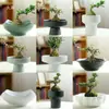 Kenzan Criativo Vaso Arranjador de Flores Cerâmica Íris Pau-Brasil Recipiente Bola de Musgo Fruteira Mesa Fabricante Pintura Colorida