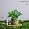 Árvore da Fortuna Plantada em Vaso Desktop Planta Criativa Enfeites Florais de Escritório e Plantas Verdes Coco Rico Funcho Pequeno Bonsai