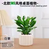 Las plantas en maceta son fáciles de cuidar en las salas de estar interiores.; plantas verdes hidropónicas, bonsáis creativos, plantas de la suerte, plantas pequeñas en maceta y árboles de la fortuna son todas excelentes opciones