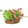 Flor de Lótus Azul Artificial Decoração Flor de Plástico Simulação de Planta Suculenta Ornamento Suculenta Artificial em Vaso Fonte Fabricante