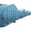 Invernadero Cultivo de Plántulas Carpa de Película Transparente Aislamiento Carpa de Cría Resistente al Viento e Impermeable Proyecto de Plantación en Invernadero Carpa de Arco para Arándanos