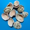 Artesanato de Conchas Naturais Vendido por Quilo para Aquários, Fotografia, Educação de Estudantes e Crianças, Mineração e Uso Marinho