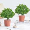 Red Nan de Hoja Pequeña es Perenne en Todas las Estaciones, Fácil de Cultivar en Interiores, Plantas Fáciles de Cuidar en la Sala de Estar, Adornos de Plantas Verdes de Escritorio para Oficina, Plantas Pequeñas en Maceta