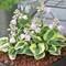 Dropshipping Resistente al Frío y a la Sombra Patio Balcón Sala de Estar Borde Dorado y Plateado Hojas de Flores Hosta Flor Perenne Planta de Interior