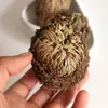 Selaginella Selvagem de Yunnan Medicina Herbal Chinesa 500g Selecionado Natural Sem Enxofre Erva Ressurreição Nove-Mortes Medicina Herbal Chinesa Huan Yang Cao Autêntico