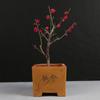 Ciruelo en Maceta Interior Perfumado Ciruelo de Invierno Bonsái Ciruelo Rojo Pila Vieja Balcón Patio Plantas Resistentes al Frío Fáciles de Cultivar
