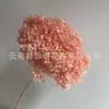 Flor Preservada Haste Única Hortênsia Anna Anna Folha Pequena Bella 40 Cores Personalizado Atacado Presente Dia dos Professores