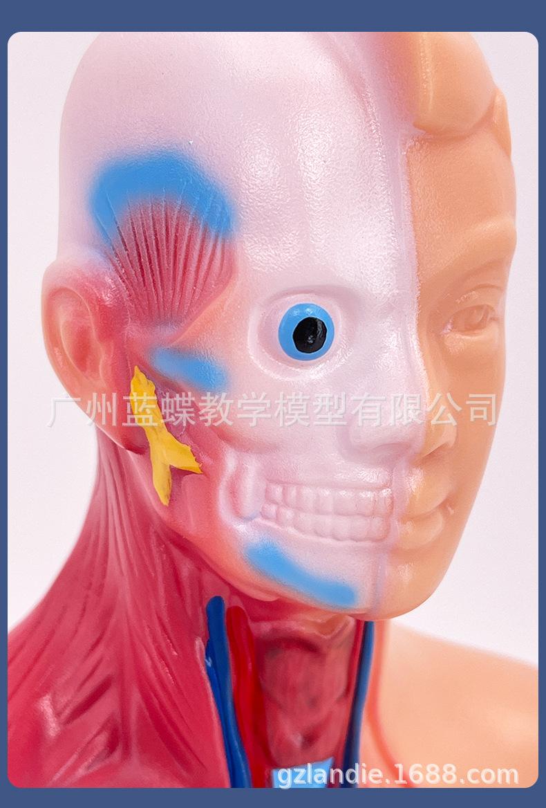 26cm躯干_13