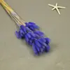 Flores Secas, Cola de Conejo, 60 Piezas/Manojo, Ramo de Lujo Ligero, Adornos de Flores Reales, Pequeño Ramo de Flores Eternas Regalo, Materiales de Flores Reales