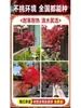 Vivero de arces rojos japoneses para dropshipping, árbol enano rojo de cuatro estaciones, árbol paisajístico Princesa Danza Roja, resistente al frío para exteriores para villas