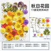 Marcapáginas de flores secas especímenes colección de primavera en botella de película plástica materiales hechos a mano para manualidades estudiantes de primaria flores transparentes