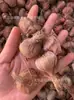 Se envían bulbos de lirio de los valles con capullos. Estas plántulas de lirio de los valles son resistentes al frío y fáciles de cultivar, lo que las hace adecuadas para plantas de interior en maceta y uso ornamental.. Las bombillas están disponibles para venta al por mayor