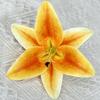 Nueva cabeza de flor de lirio 3D flor artificial decoración del hogar floral accesorios de decoración DIY boda cabeza de flor hecha a mano Venta al por mayor