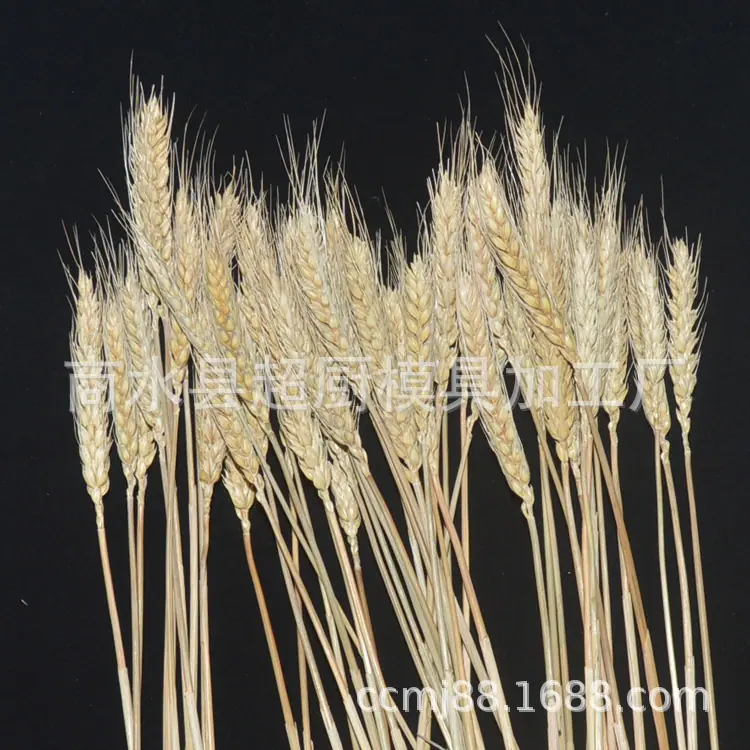 麦穗-(6)
