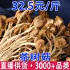 Hongos de Árbol de Té No Abren Sus Sombrillas, Hongos Secos Frescos, Hongos de Árbol de Té para Sopa, Ingredientes Frescos, Venta al por Mayor y Entrega