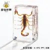 Artesanías de especímenes, insectos reales, escarabajo ciervo, escorpión, escarabajo, araña, regalos de enseñanza de ciencias biológicas, adornos de resina