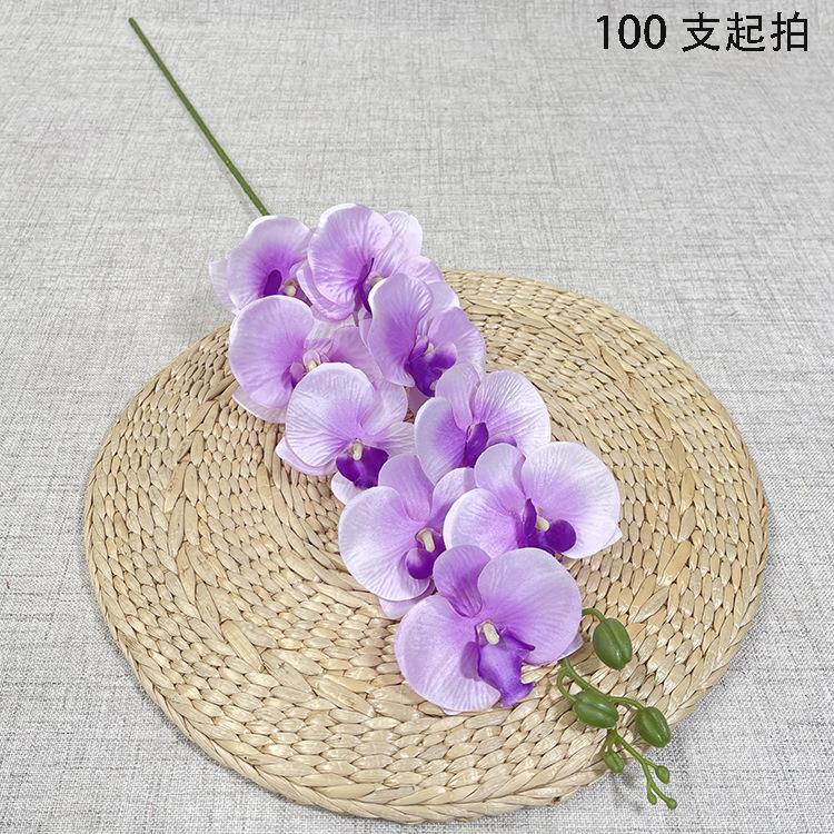 64# 9头锦汉蝴蝶兰-sxjhx-浅紫红 3.5元.J