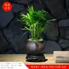 Planta Potted de Coco Bambú de la Suerte en Miniatura para Escritorio de Oficina, Vegetación Interior, Bambú Perenne, Planta Fácil de Cuidar