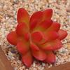 Planta Suculenta Mini Atacado Cabeça de Flor Artificial Pequenos Acessórios para Arranjo de Flores Suculenta Falsa Flor de Plástico Planta Decorativa Planta em Vaso