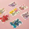 Marcadores de flores secas, materiales para manualidades DIY, película plástica transparente, especímenes creativos de plantas y hojas para estudiantes, jarrones de flores prensadas